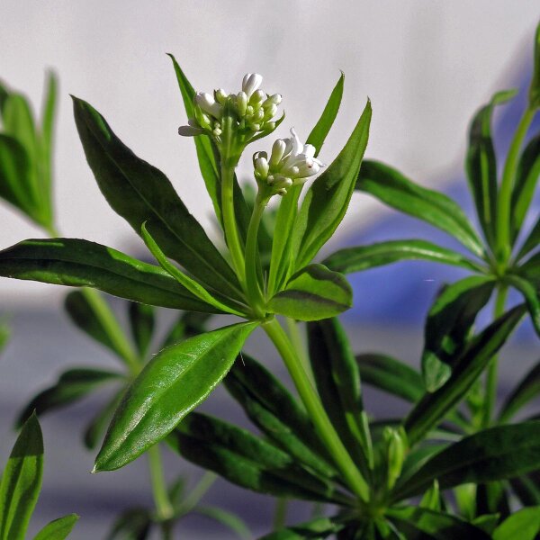 Sweet Woodruff (Galium odoratum) organic seeds