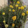 Drumstick / Billy Buttons (Craspedia globosa) seeds