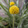 Drumstick / Billy Buttons (Craspedia globosa) seeds