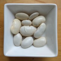 Giant Runner Bean Gigantes (Phaseolus coccineus) seeds