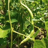 Giant Runner Bean Gigantes (Phaseolus coccineus) seeds