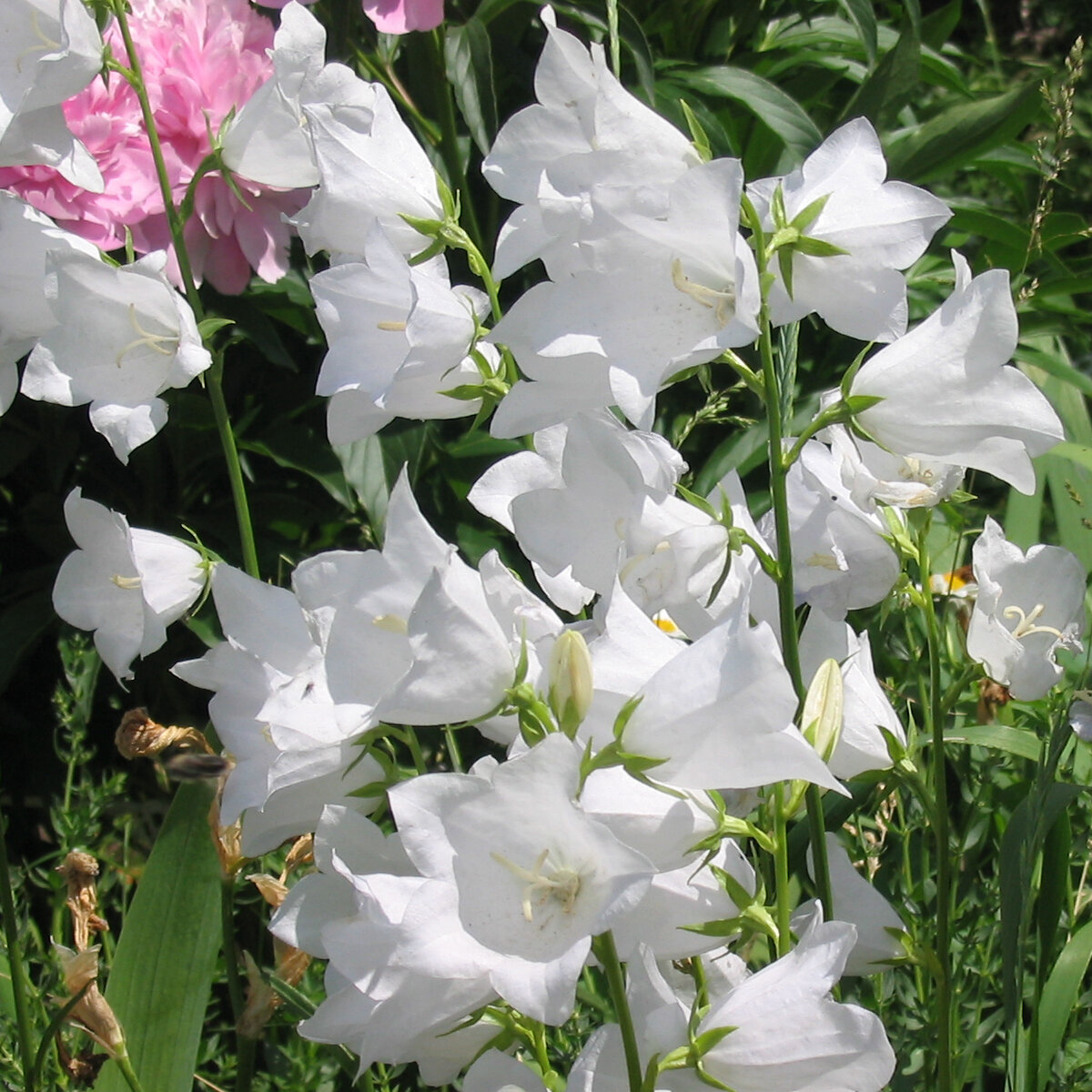 Peach Leaved Bellflower Alba Campanula Persicifolia 