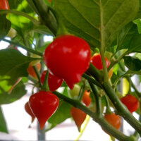 Chilli Pepper Biquinho (Capsicum chinense)