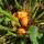 Squash Golden Nugget (Cucurbita maxima)  seeds