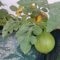 Yellow Watermelon Golden Midget (Citrullus lanatus) seeds