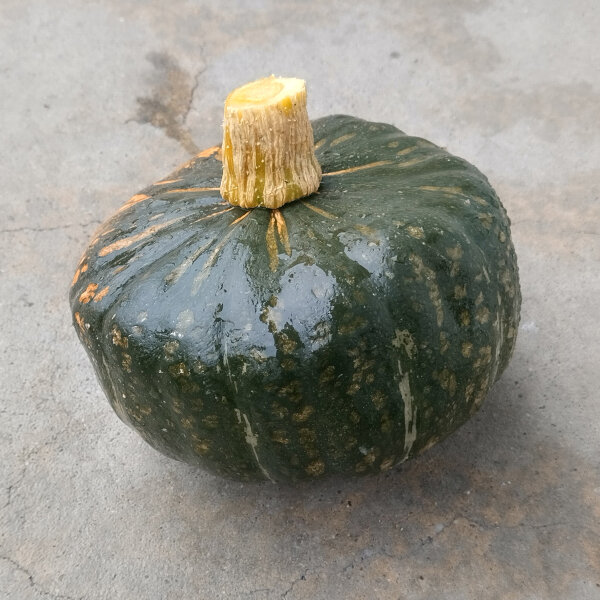 Squash Buttercup (Cucurbita maxima)  seeds