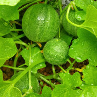 Honeydew Melon Minnesota Midget (Cucumis melo) seeds