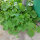 Honeydew Melon Minnesota Midget (Cucumis melo) seeds
