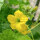 Honeydew Melon Minnesota Midget (Cucumis melo) seeds