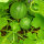 Honeydew Melon Minnesota Midget (Cucumis melo) seeds
