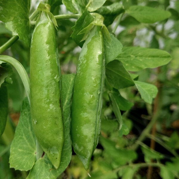 Winter Pea Sima (Pisum sativum) organic