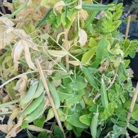 Winter Pea Sima (Pisum sativum) organic
