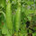 Winter Pea Sima (Pisum sativum) organic