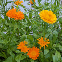 Flower Bouquet in Orange