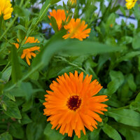 Flower Bouquet in Orange