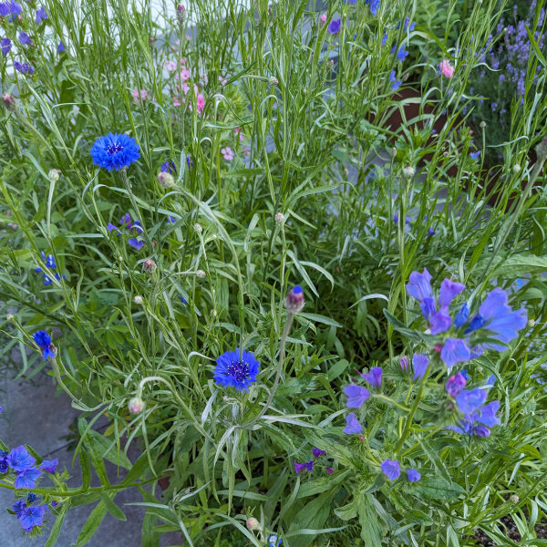Blue Flower Bouquet