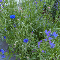 Flower Bouquet in Blue