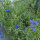 Blue Flower Bouquet