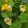 Yellow Flower Bouquet