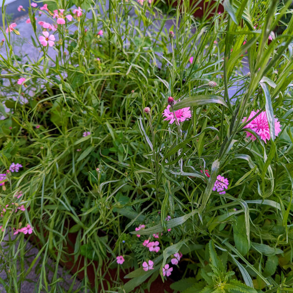 Pink Flower Bouquet