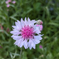 Pink Flower Bouquet