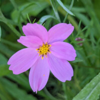 Pink Flower Bouquet