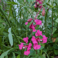 Pink Flower Bouquet
