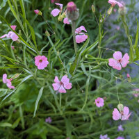 Pink Flower Bouquet