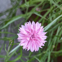 Pink Flower Bouquet