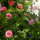 Pink Flower Bouquet