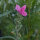 Pink Flower Bouquet