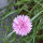 Pink Flower Bouquet