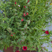 Flower Bouquet in Red