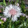 Flower Bouquet in White