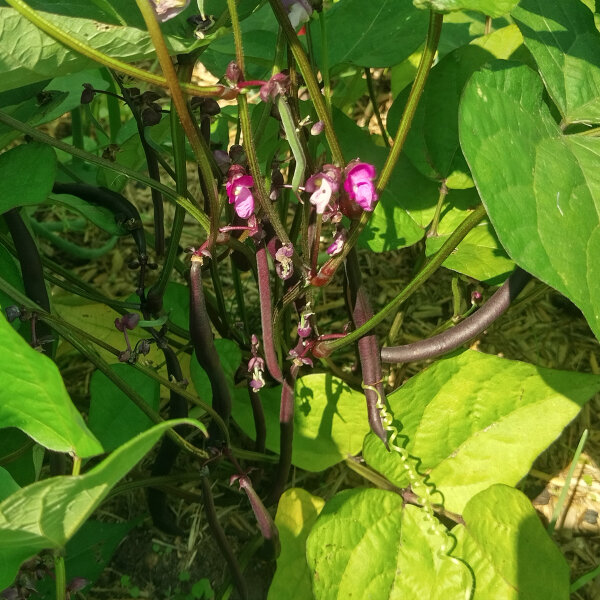 Bush Bean  Royal Burgundy (Phaseolus vulgaris)  seeds