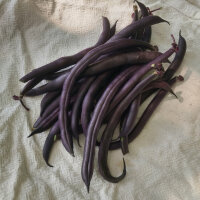 Bush Bean  Royal Burgundy (Phaseolus vulgaris)  seeds