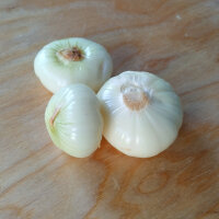 Onion De Barletta (Allium cepa) seeds