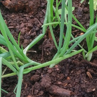 Onion De Barletta (Allium cepa) seeds