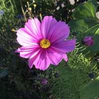 Cosmos (Cosmos bipinnatus) organic seeds