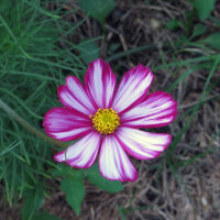 Cosmos (Cosmos bipinnatus) organic seeds