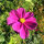 Cosmos (Cosmos bipinnatus) organic seeds