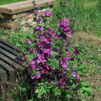 French Hollyhock / Tree Mallow (Malva sylvestris...