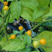 Chilli Pepper Aji Charapita  (Capsicum chinense) seeds