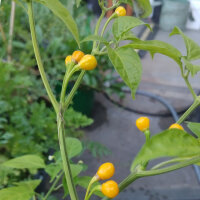 Chilli Pepper Aji Charapita  (Capsicum chinense) seeds