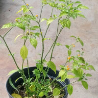 Chilli Pepper Aji Charapita  (Capsicum chinense)