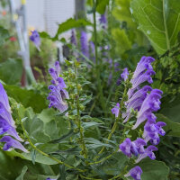 Baikal Skullcap / Chinese Skullcap (Scutellaria...