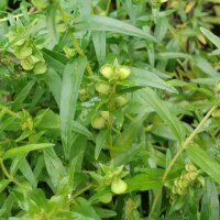 Baikal Skullcap / Chinese Skullcap (Scutellaria baicalensis) organic