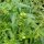 Baikal Skullcap / Chinese Skullcap (Scutellaria baicalensis) organic