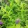 Baikal Skullcap / Chinese Skullcap (Scutellaria baicalensis) organic