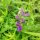 Baikal Skullcap / Chinese Skullcap (Scutellaria baicalensis) organic